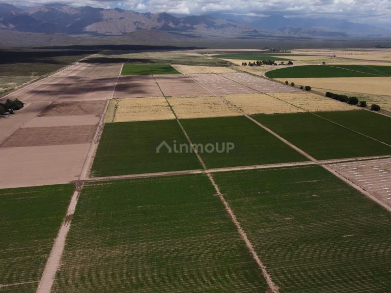 Finca en Venta en San Carlos, Mendoza