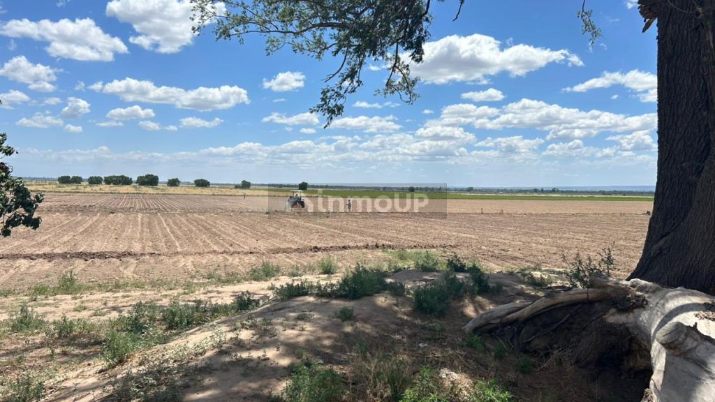 Finca en Venta en San Carlos, Mendoza