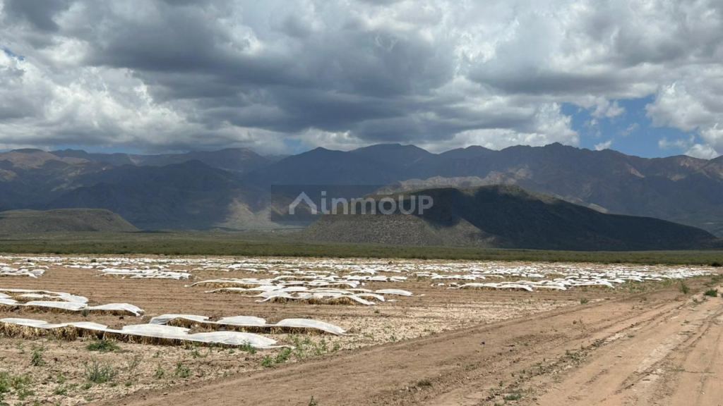Finca en Venta en San Carlos, Mendoza