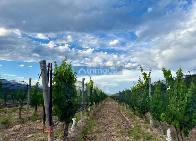 Terreno en Venta en Lujan de Cuyo, Mendoza