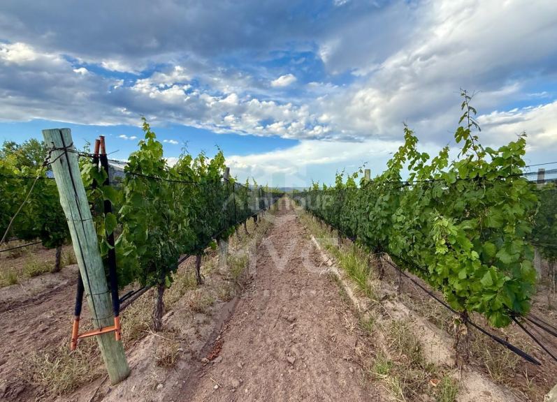 Terreno en Venta en Lujan de Cuyo, Mendoza
