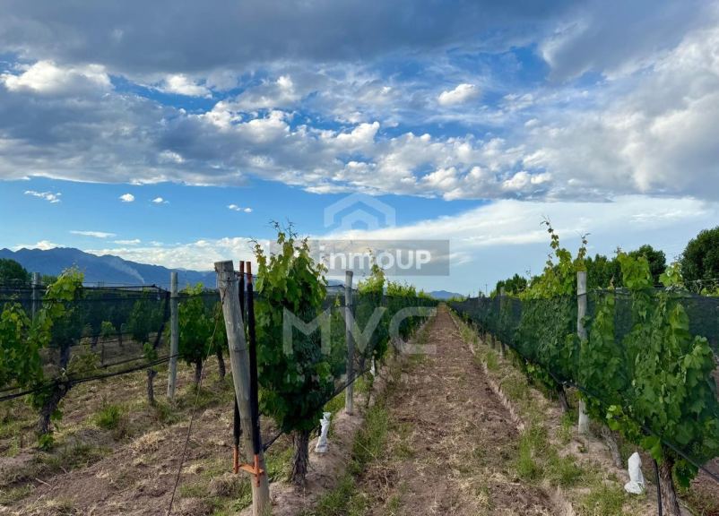 Terreno en Venta en Lujan de Cuyo, Mendoza