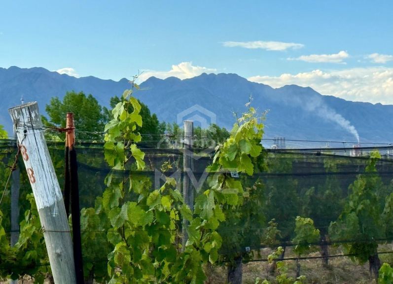 Terreno en Venta en Lujan de Cuyo, Mendoza
