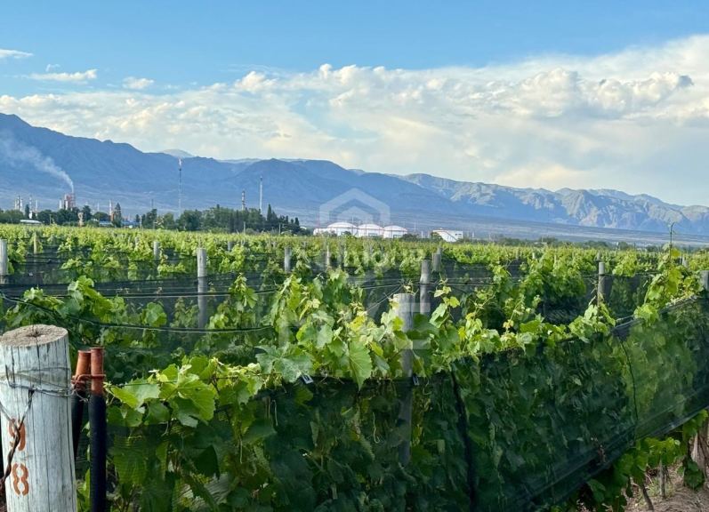 Terreno en Venta en Lujan de Cuyo, Mendoza