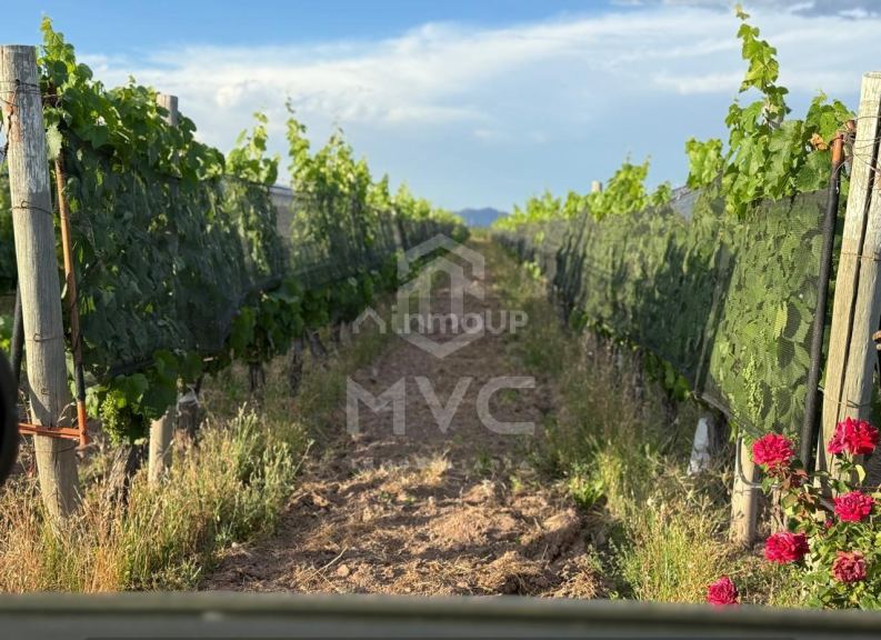 Terreno en Venta en Lujan de Cuyo, Mendoza