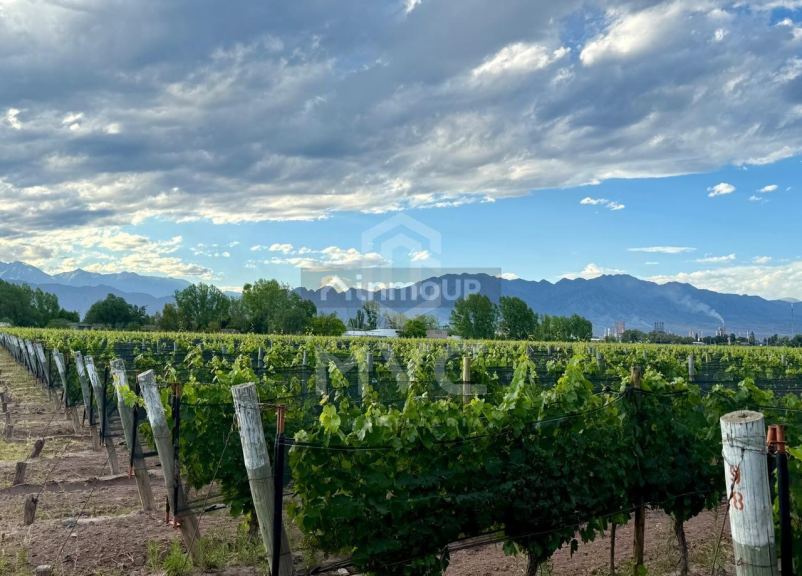 Terreno en Venta en Lujan de Cuyo, Mendoza