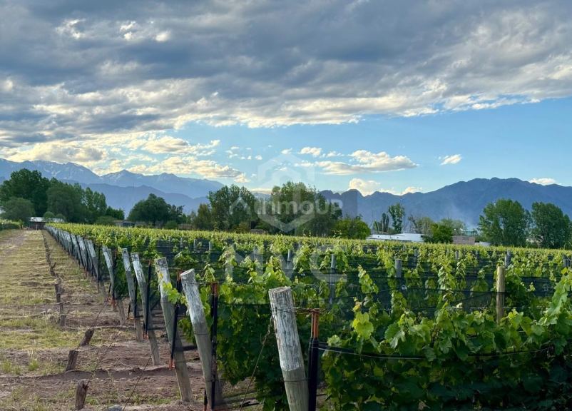 Terreno en Venta en Lujan de Cuyo, Mendoza