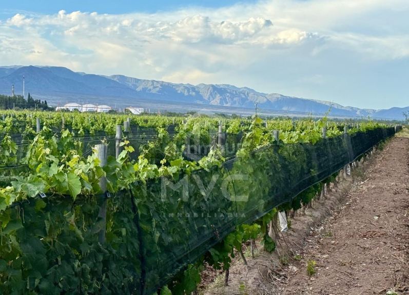 Terreno en Venta en Lujan de Cuyo, Mendoza