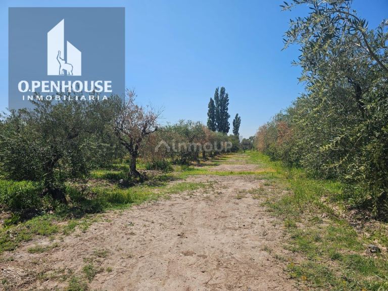Finca en Venta en Maipu, Mendoza