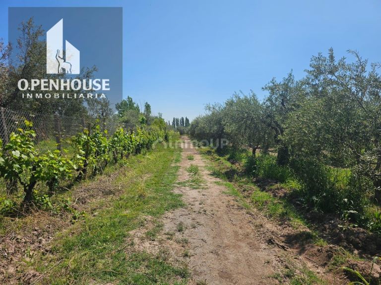 Finca en Venta en Maipu, Mendoza