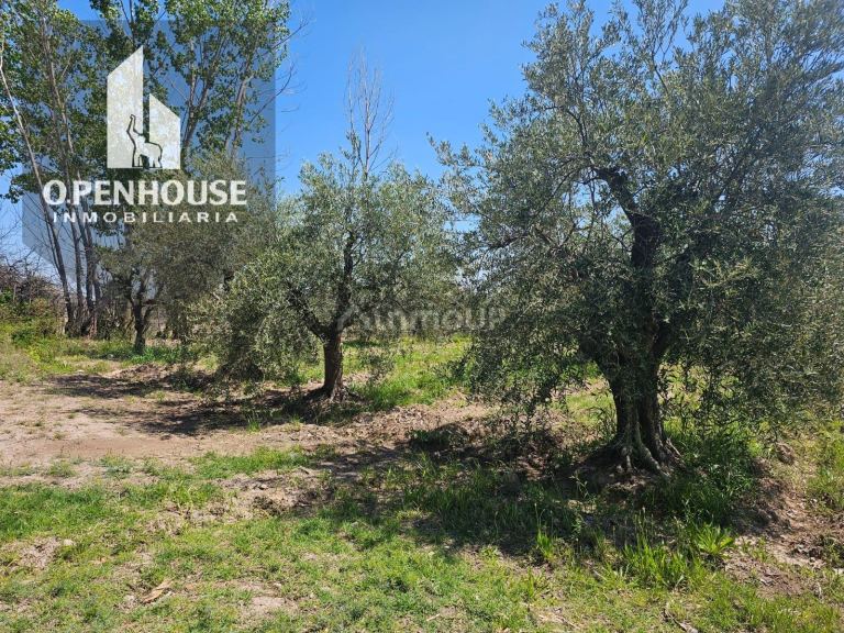 Finca en Venta en Maipu, Mendoza