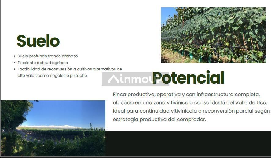 Finca en Venta en Tupungato, Mendoza