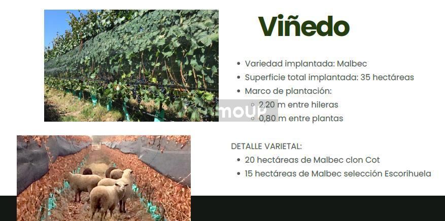 Finca en Venta en Tupungato, Mendoza