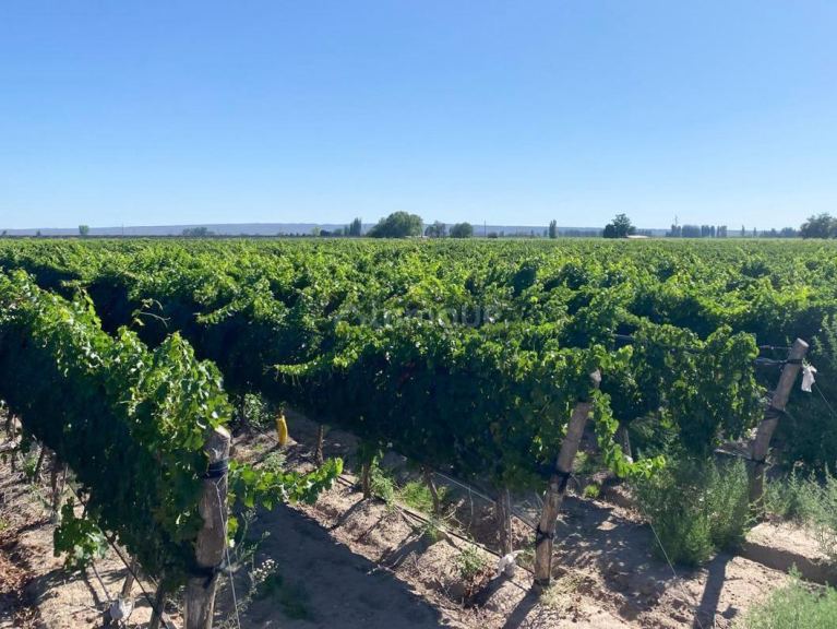 Finca en Venta en Lujan de Cuyo, Mendoza - USD 700.000 | Inmoup - 7