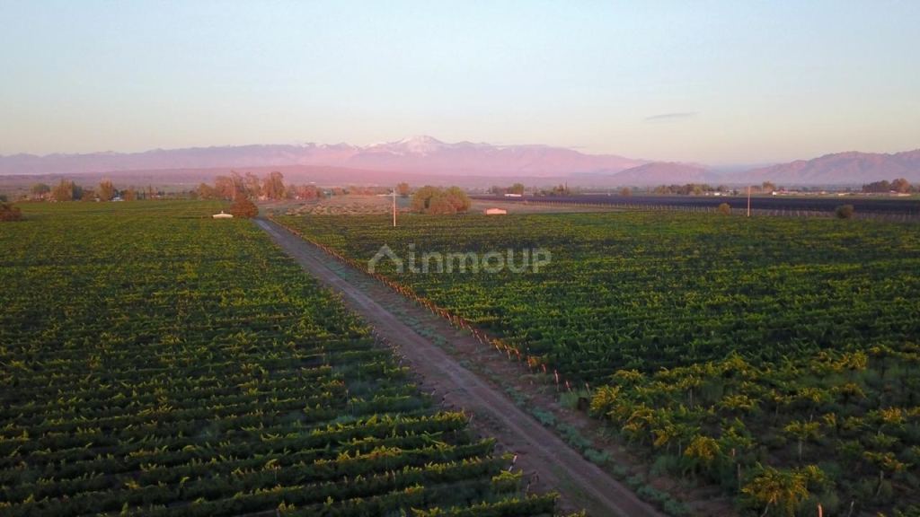 Finca en Venta en Lujan de Cuyo, Mendoza - USD 700.000 | Inmoup - 10