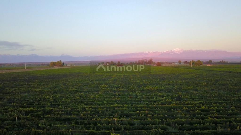 Finca en Venta en Lujan de Cuyo, Mendoza - USD 700.000 | Inmoup - 8