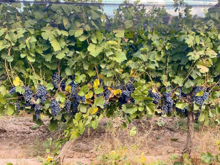 Finca en Venta en Lujan de Cuyo, Mendoza - USD 700.000 | Inmoup - 6