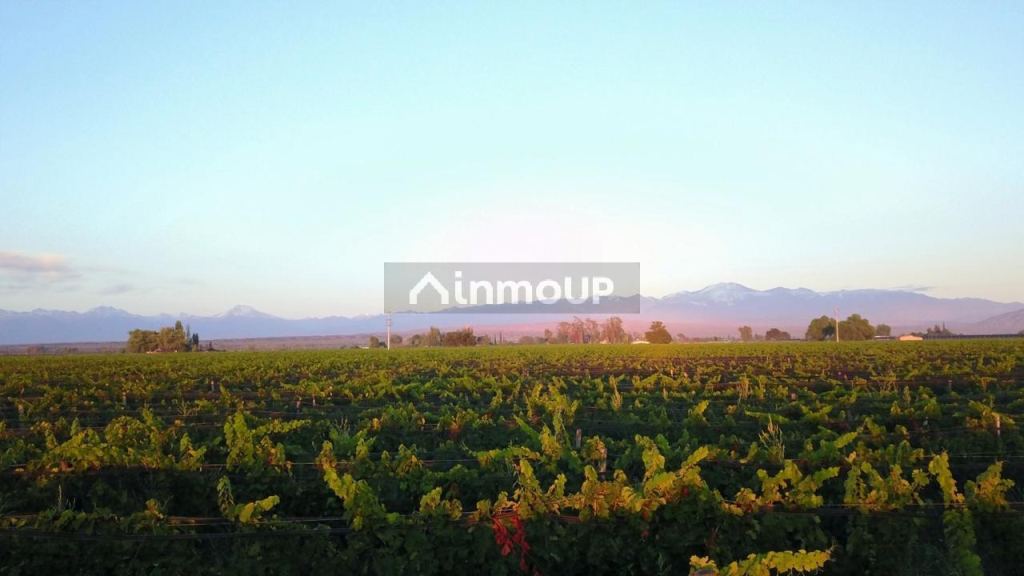 Finca en Venta en Lujan de Cuyo, Mendoza - USD 700.000 | Inmoup - 9