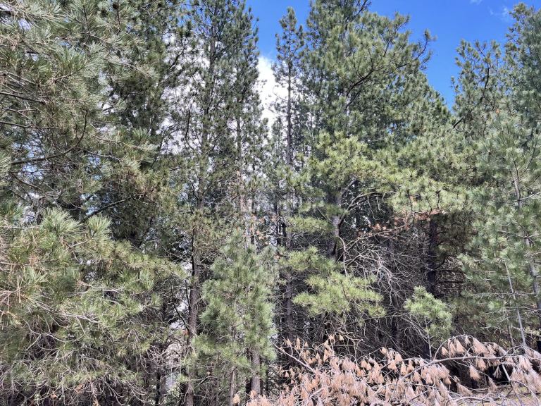 Terreno en Venta en Lacar, Neuquen