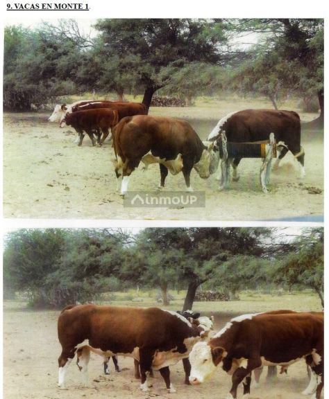 Campo en Venta en Ayacucho, San Luis