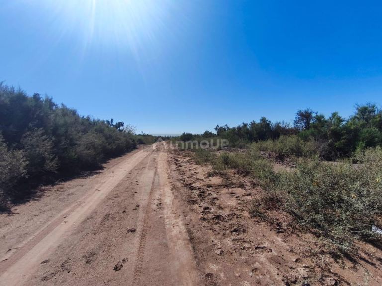 Finca en Venta en Lavalle, Mendoza