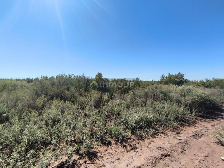 Finca en Venta en Lavalle, Mendoza