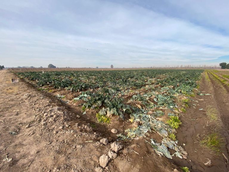 Finca en Venta en San Martin, Mendoza