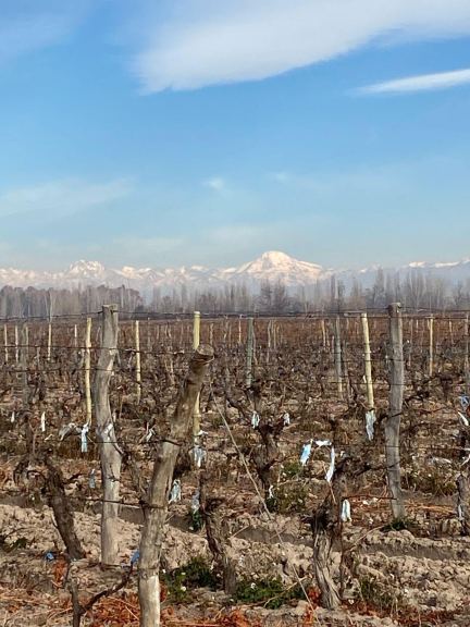 Finca en Venta en San Martin, Mendoza