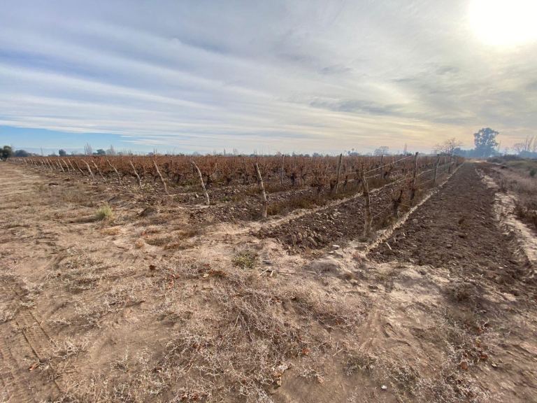 Finca en Venta en San Martin, Mendoza