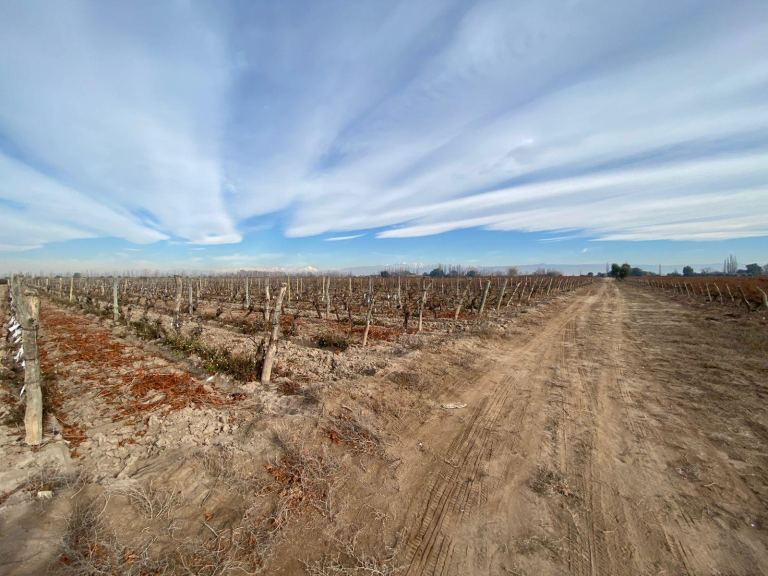 Finca en Venta en San Martin, Mendoza