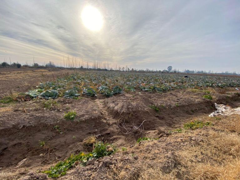 Finca en Venta en San Martin, Mendoza