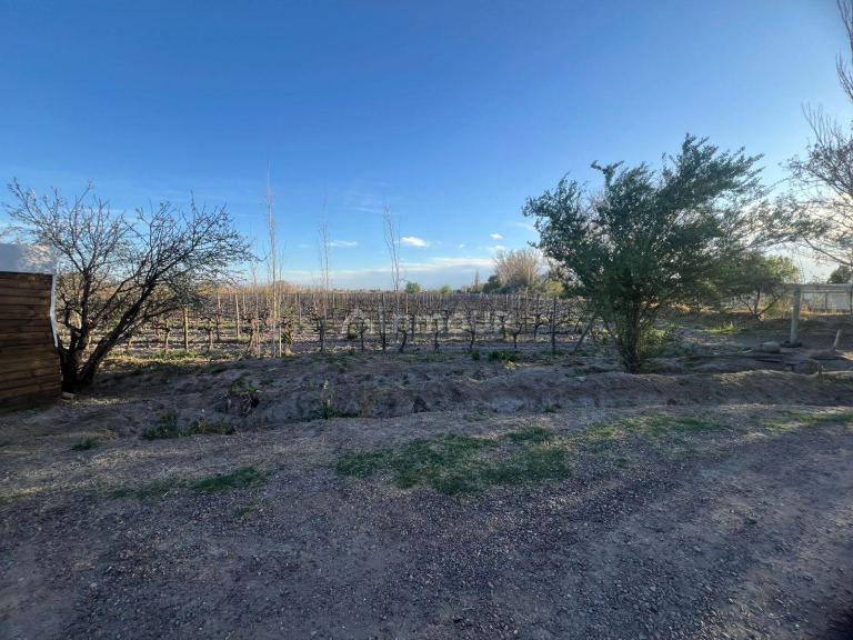 Finca en Venta en Junin, Mendoza