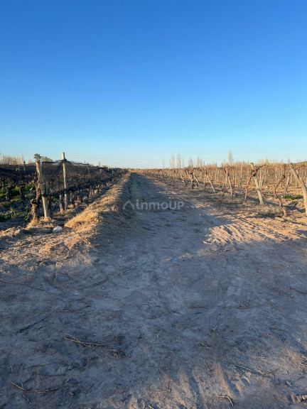 Finca en Venta en Junin, Mendoza
