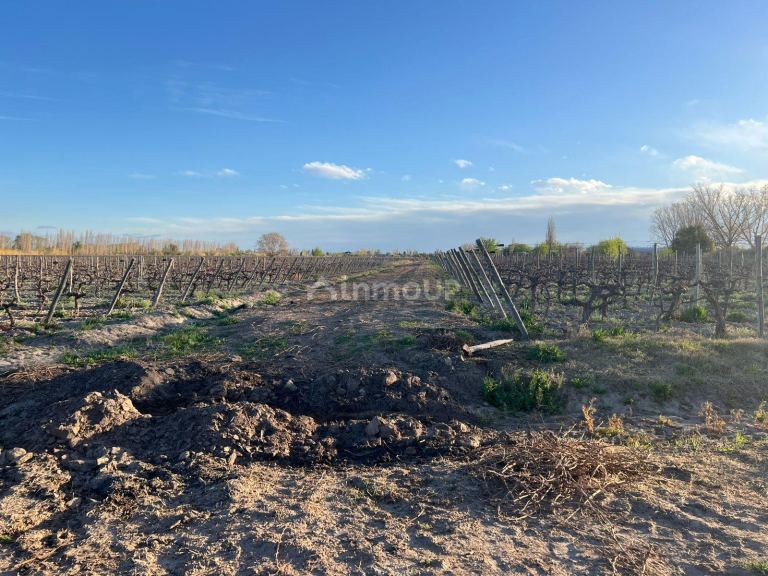 Finca en Venta en Junin, Mendoza