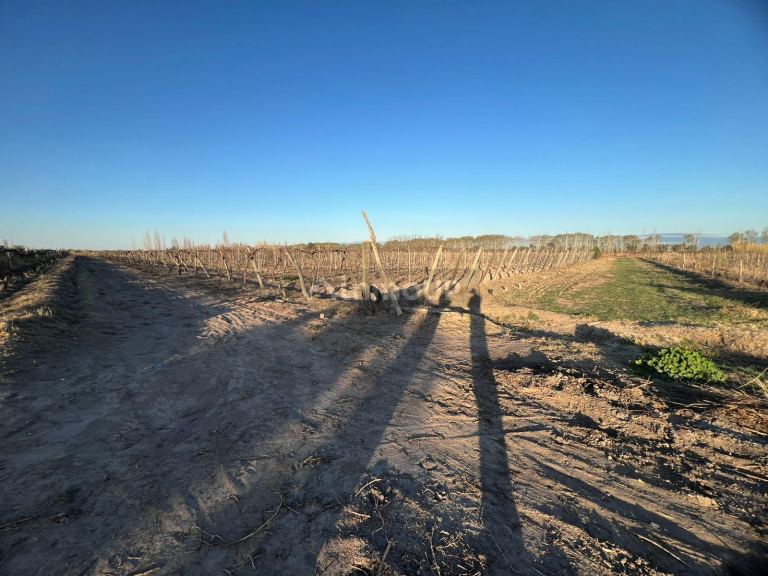 Finca en Venta en Junin, Mendoza