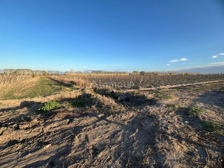 Finca en Venta en Junin, Mendoza