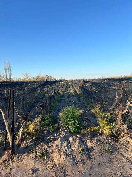 Finca en Venta en Junin, Mendoza