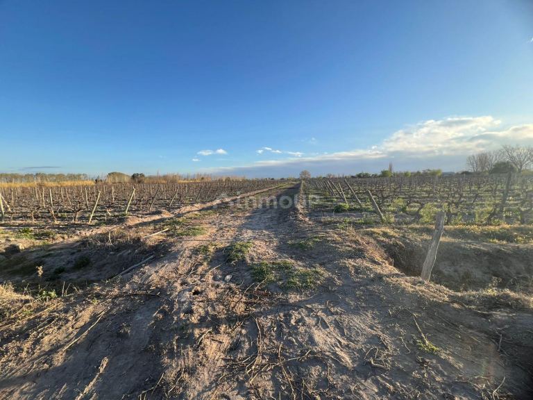 Finca en Venta en Junin, Mendoza