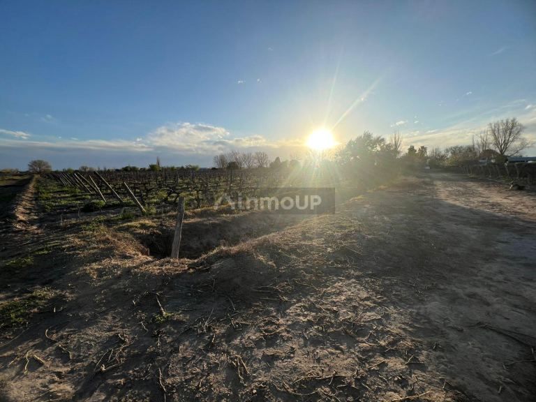 Finca en Venta en Junin, Mendoza
