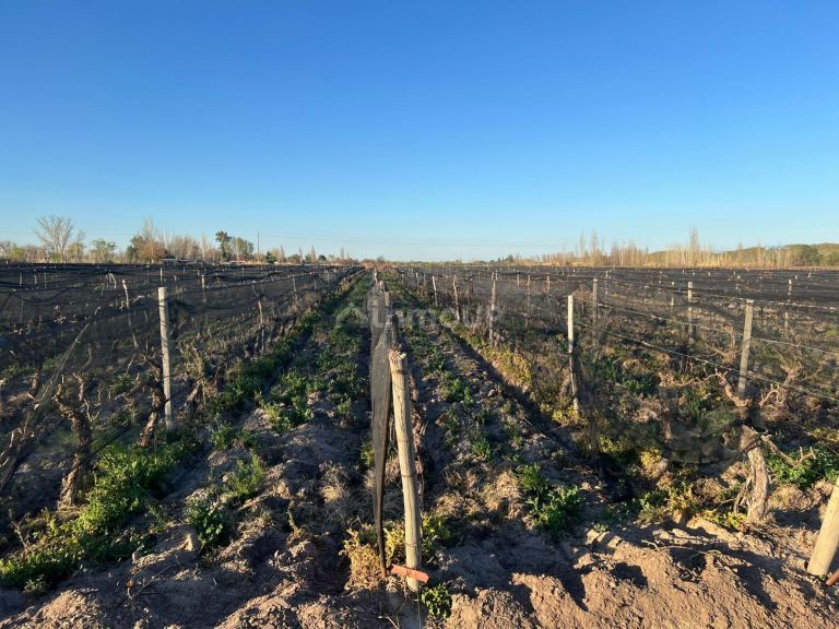Finca en Venta en Junin, Mendoza