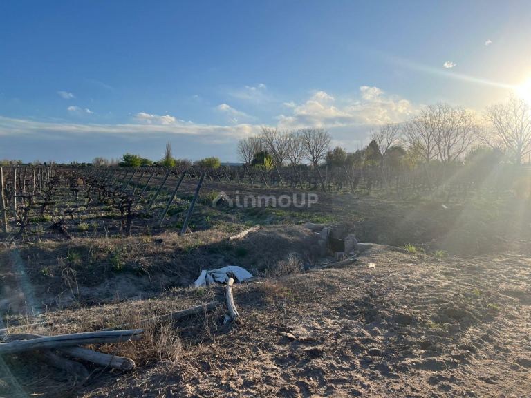 Finca en Venta en Junin, Mendoza