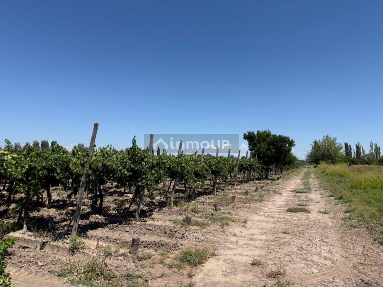 Finca en Venta en Junin, Mendoza
