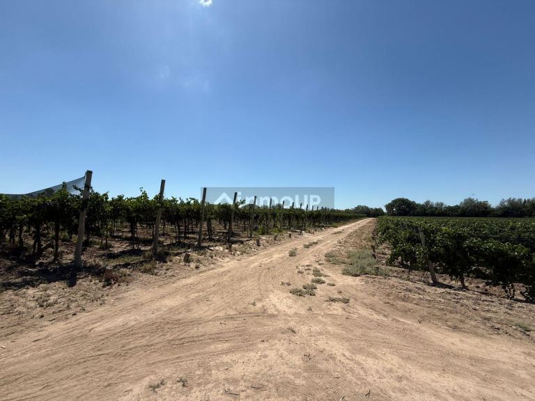 Finca en Venta en Junin, Mendoza