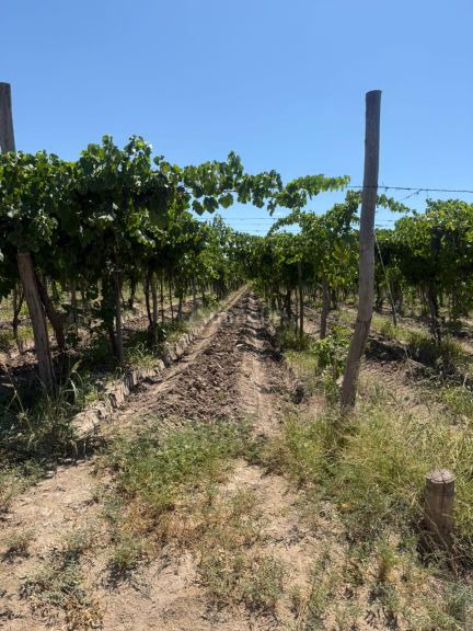 Finca en Venta en Junin, Mendoza