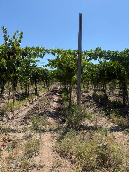 Finca en Venta en Junin, Mendoza