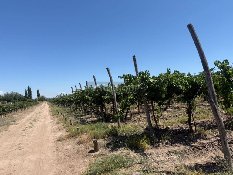 Finca en Venta en Junin, Mendoza