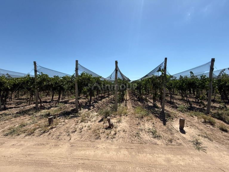 Finca en Venta en Junin, Mendoza