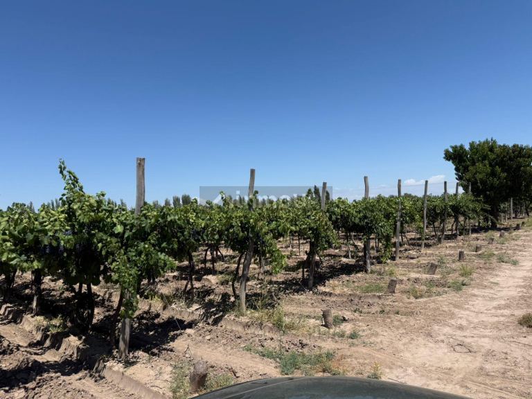 Finca en Venta en Junin, Mendoza