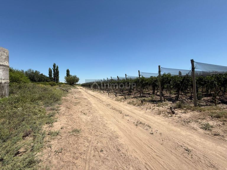 Finca en Venta en Junin, Mendoza