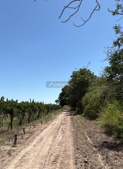 Finca en Venta en Junin, Mendoza